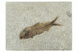 Detailed Fossil Fish (Knightia) - Wyoming #233882-1